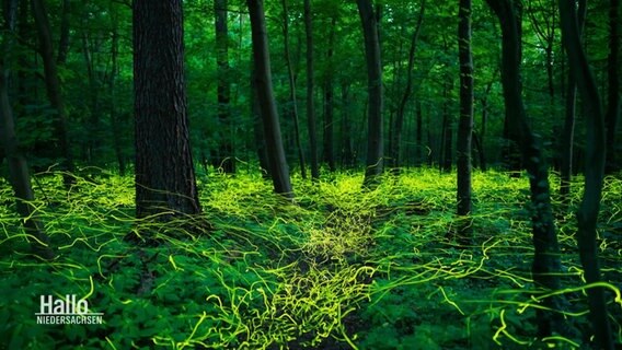 Glühwürmchen im Wald.  
