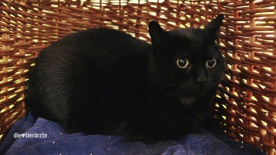Eine schwarze Katze liegt in einem Korb. © NDR 