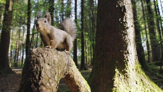 Ein graues Eichhörnchen steht mit allen Vieren auf einer Baumwurzel. © Screenshot NDR 