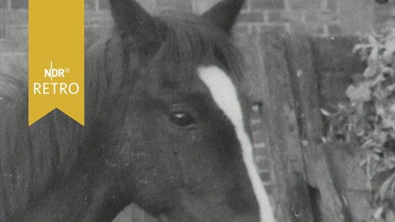 Kopf eines Pferdes der Hannoveraner Zucht (1959)  