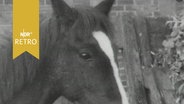 Kopf eines Pferdes der Hannoveraner Zucht (1959)  