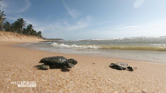 Meeresschildkröten am Strand  