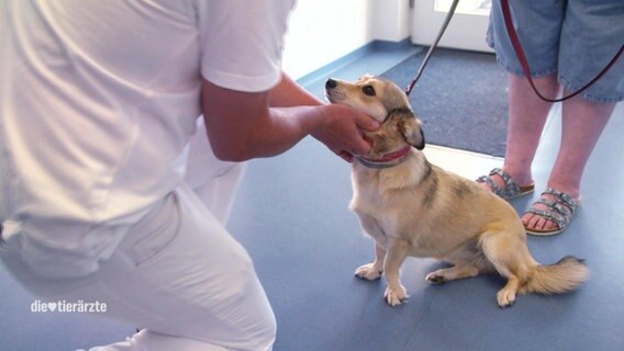 Ein Tierarzt schaut sich im Eingangsbereich einer Tierarztpraxis Mischlingshündin "Marla" an.  