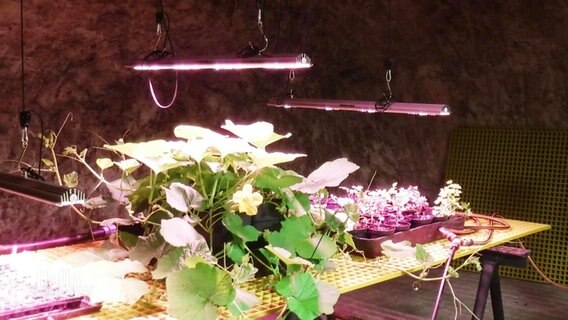 Pflanzen auf einem Tisch in einem alten Bergwerk. Über den Pflanzen leuchtet eine UV-Lampe.  