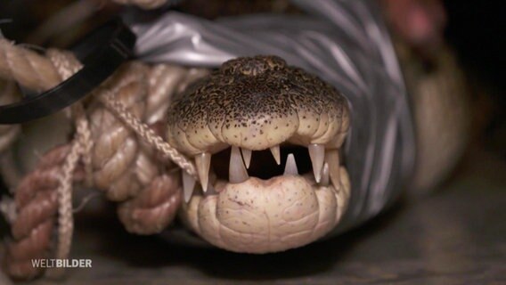 Einem Krokodil ist die Schnauze verbunden.  