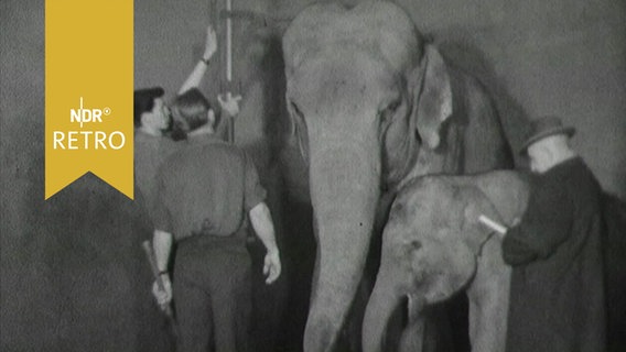 Elefantenkuh mit ihrem Kalb wird von Tierpflegern vermessen (in Hagenbecks Tierpark 1964)  