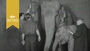 Elefantenkuh mit ihrem Kalb wird von Tierpflegern vermessen (in Hagenbecks Tierpark 1964)  