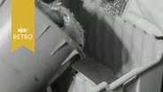 Fisch wird aus einem Eimer in eine neuartige Transportbox geleert (1964)  