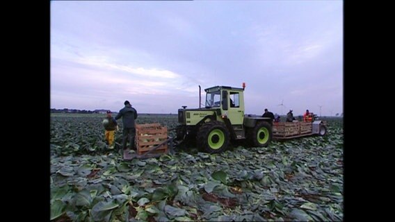 Kohlbauern ernten auf dem Feld  