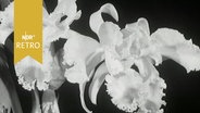 Orchideenblüte (1964)  