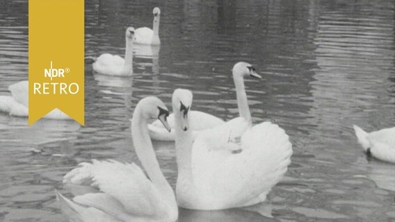 Alsterschwäne 1964  