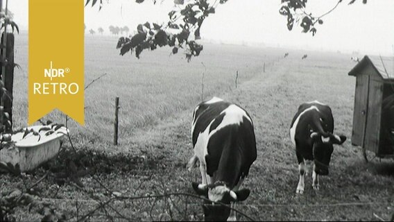 Kühe grasen am Rand eines Moores (1964)  