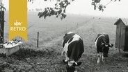 Kühe grasen am Rand eines Moores (1964)  
