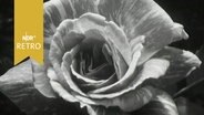 Blüte einer Rose, nah (1964)  