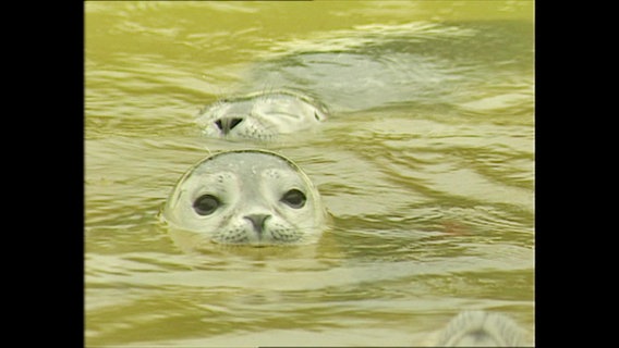 Zwei Robben im Wasser  