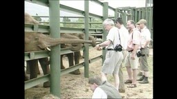 Zoo-Besucher stehen vor Elefanten  