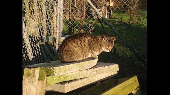 Eine Katze sitzt auf einem Pflasterstein  