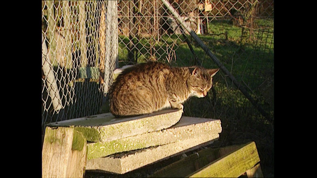 Katze Fell Abgezogen