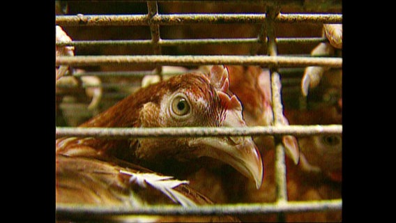 Huhn in einem Käfig  