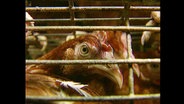 Huhn in einem Käfig  