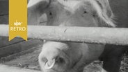 Schwein mit Nasenring sieht neugierig durch ein Stallgitter (1964)  