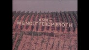 Das Weingut Pieroth  