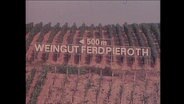 Das Weingut Pieroth  