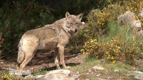Ein Wolf steht in freier Wildbahn.  