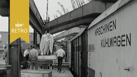 Kühlwagen der Deutschen Bahn am Quai in Bremerhaven bei der Fischverladung (1963)  