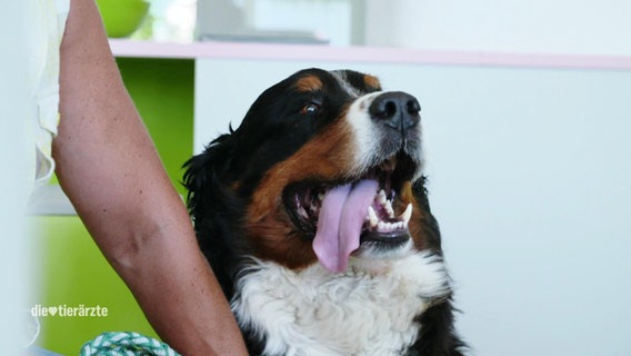 Ein Hund hechelt in der Tierarztpraxis. © Screenshot 