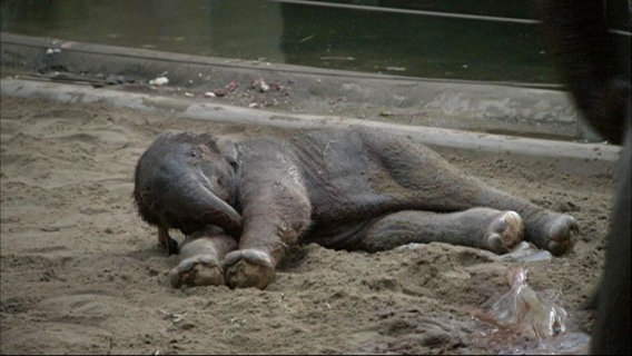 Ein frisch geborenes Elefantenbaby liegt auf dem Boden. © NDR 