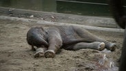 Ein frisch geborenes Elefantenbaby liegt auf dem Boden. © NDR 