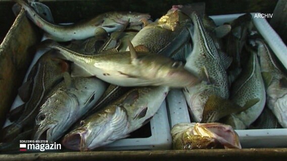 Fische liegen in Boxen.  