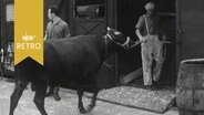 Ein junges Rind wird in einen Güterwaggon gebracht (1964)  