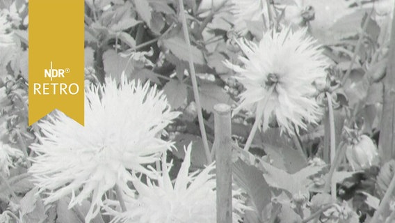 Dahlien in Blüte (1963)  