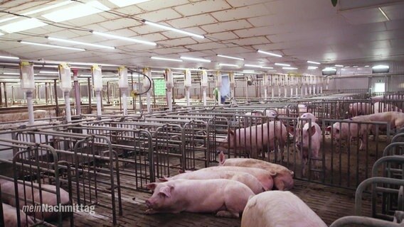 Schweine stehen in einem Stall.  