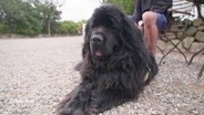 Ein Hund liegt auf dem Boden.  