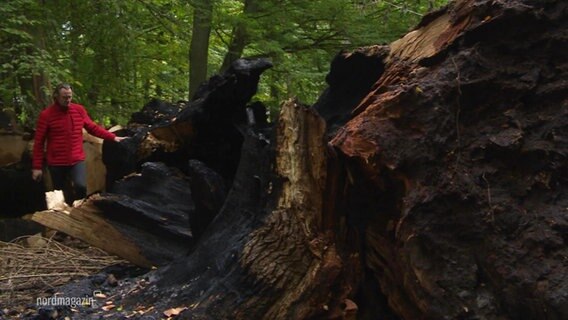 Blick auf die schwarz verkohlten Überreste eines alten Baumes.  