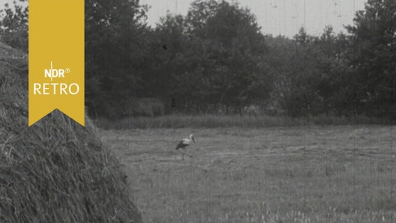 Storch auf einer Weide neben einem großen Heuballen (1964)  
