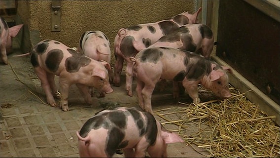 Mehrere Ferkel stehen in einem Stall. © screenshot 