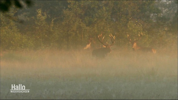 Hirsche in der Morgendämmerung im Nebel.  