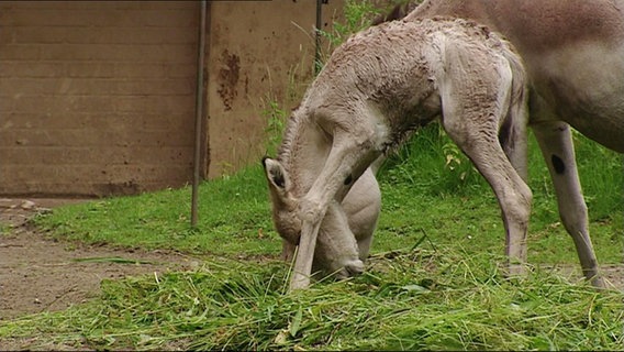 Ein kleiner Esel steht wackelig auf Gras. © NDR 