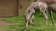 Ein kleiner Esel steht wackelig auf Gras. © NDR 