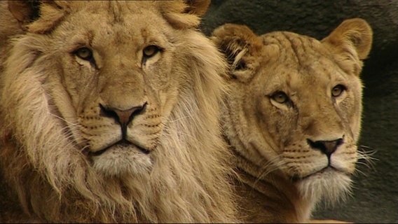 Junge Löwen im Zoo. © NDR 