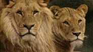 Junge Löwen im Zoo. © NDR 
