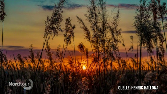 Abendstimmung am Schaalsee, die Sonne scheint durch das Schilf, der Himmel ist beim Sonnenuntergang bunt verfärbt. Quelle: Henrik Hallona.  
