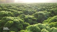 Ein Grünkohl-Feld  