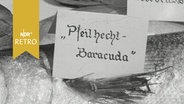 Ausgestellter Fisch mit dem Schild "Pfeilhecht Baracuda" (1964)  