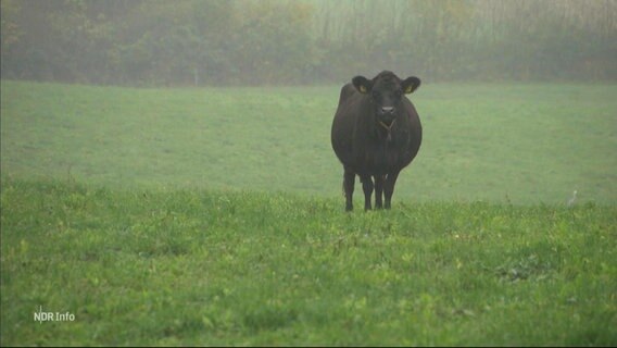Ein dunkelbraunes Rind steht auf einer Weide  