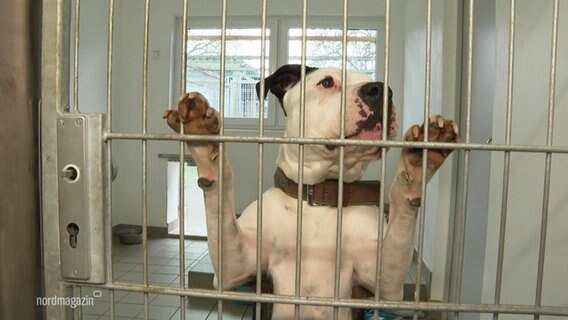 Ein Hund hinter Gittern.  
